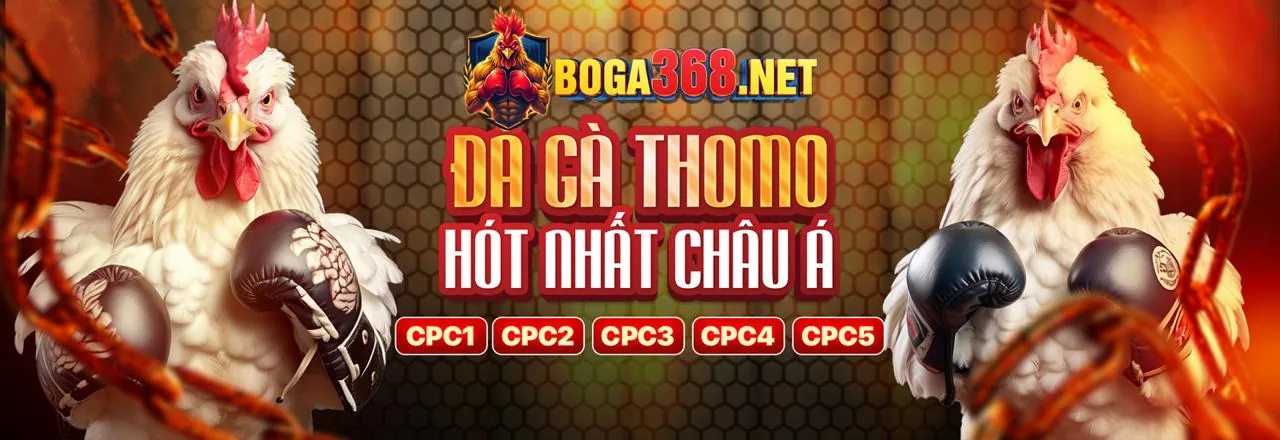 Hình ảnh đá gà trực tiếp kịch tính